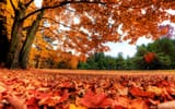 Autumn_chekka_public_park