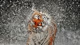 tiger splash