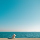 cat_on_a_beach