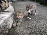 kittens