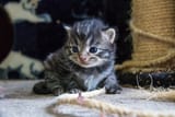 kitten