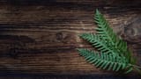 fern_plant_leaves_108470_1920x1080