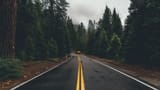 road_marking_trees_137674_1920x1080