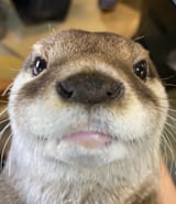 cuti