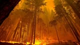 forest-fire-4k-yf