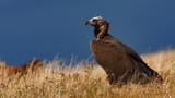 Cinereous Vultures 04