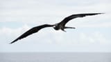 Frigatebird 21