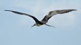 Frigatebird 22
