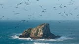 Frigatebirds