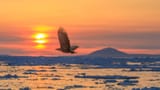 Steller&#039;s Sea Eagle 06