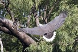 White_bellied_sea_eagle_9_(14987861785)