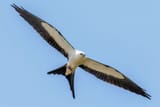 FL-swallow-tailed-kite-5c26d25346e0fb0001c14958