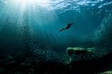web_001_Grand-Prize_Double-crested-Cormorant_Joanna-Lentini_Professional_HighRes-2048x1365