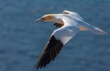 588420-birds-gull-flight-animals-seagull