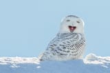 shutterstock_snowy-owl_1