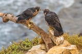 Birds_Falcon_Peregrine_Falcon_Branches_Two_587197_2960x1975
