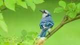 Blue Jay