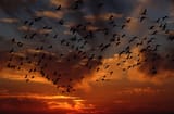 nature-bird-cloud-sky