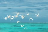 flock-of-birds-flying-over-the-blue-green-ocean-3hlmfskcs47sdx3x