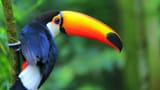 toucan