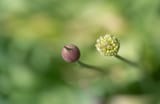 alium_buds__queens_biological_garden__new_york_city__new_york__usa