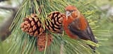 RCrossbill-Schain