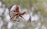 spotted_harrier_bird_wildlife_1337386_3840x2400