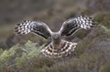 Hen-Harrier-Wallpaper-20163