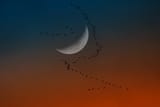 birds-sunset-nature-sky-Moon-morning-atmosphere-cloud-line-wing-atmosphere-of-earth-astronomical-object-crescent-700704