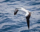 Nazca-Booby-Flying-6501