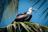 Magnificent-Frigatebird--Low-Res