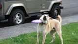 Frisbee_Dog