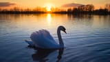 swan-in-water-during-sunset-hd-wallpaper