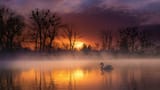 swan_on_water_and_fog_during_sunset_hd_birds-2560x1440