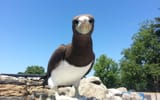 bird-9125206