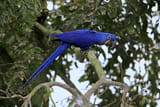 hyacinth-macaw-533786668-5b4d00cfc9e77c0037156375
