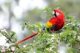 scarlet-macaw-518723208-0ffc75547e024e84af234bc999f82e4c
