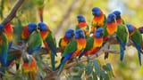 Aussie-Parrots