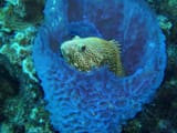 rock_hind_hiding_in_a_sponge__off_klien_bonaire