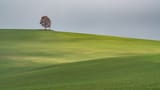 solitary_tree_in_a_field__north_rhine_westphalia__germany