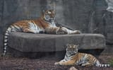tigress_with_her_cubs