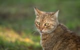khaki_cat