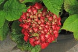 red_hydrangea