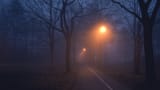 lamp-posts-in-foggy-forest