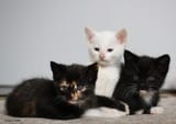 three_kittens