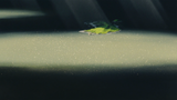 Ghibli Sunlight