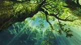 Ghibli Tree