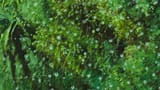 Mononoke Bubbles