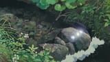 Totoro Stream