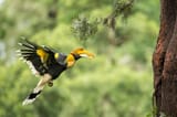 great-hornbill-w-1500